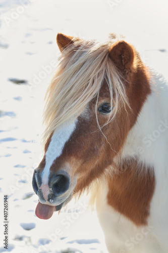 funny mini horse sticking tongue out