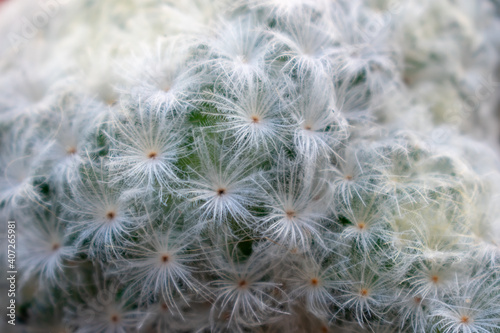 Close up of white cactus flowers