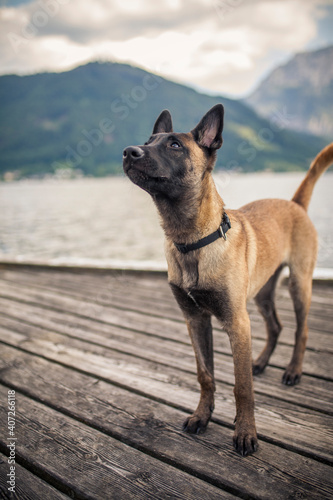 Malinois at the lake. Belgian shepherd bark. Young dog in front of the mountain.