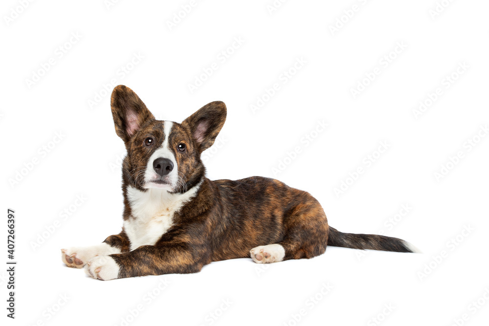 Brindle and white Cardigan Welsh Corgi dog Brindle and white Cardigan Welsh Corgi dog
