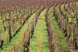 des vignes en hiver. des rangs de vignes en hiver. des vignes hivernales. Le vignoble en hiver. La viticulture en hiver