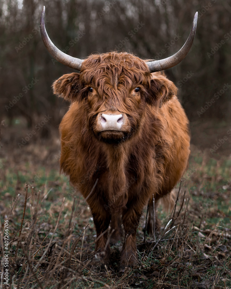 Scottish highland cow front shot - obrazy, fototapety, plakaty 