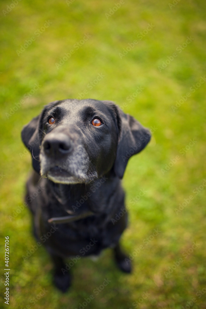Black labrador retriever dog on a walk. Dog in the nature. Senior dog behind grass and forest. Old dog happy outside