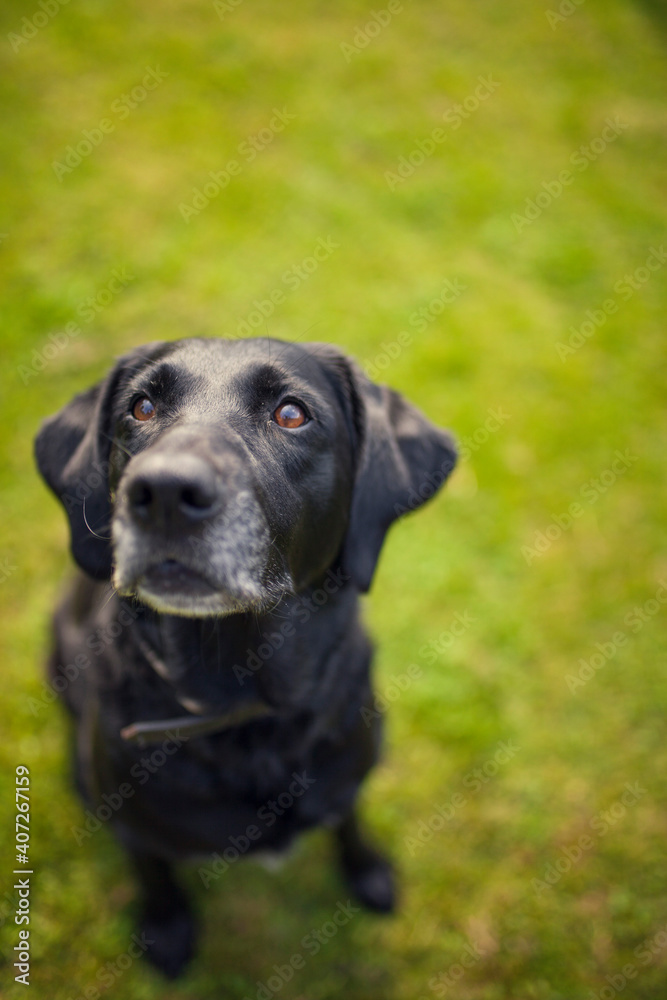 Black labrador retriever dog on a walk. Dog in the nature. Senior dog behind grass and forest. Old dog happy outside Black labrador retriever dog on a walk. Dog in the nature. Senior dog behind grass and forest. Old dog happy outside