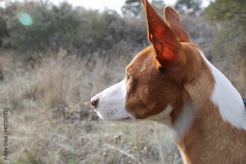 Hound looking