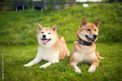 Portrait of two red Shiba inu in the grass. Dogs lying in the garden