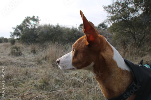 Hound looking