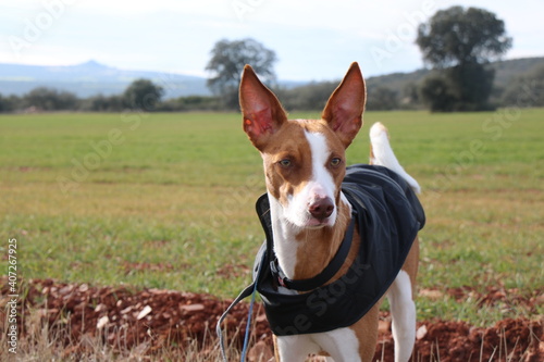 Hound looking