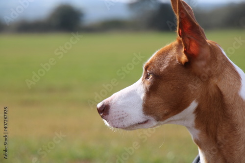 Hound looking