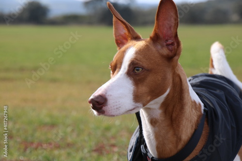 Hound looking