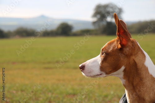 Hound looking