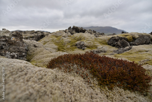 Rocky meadow on lava field in Iceland