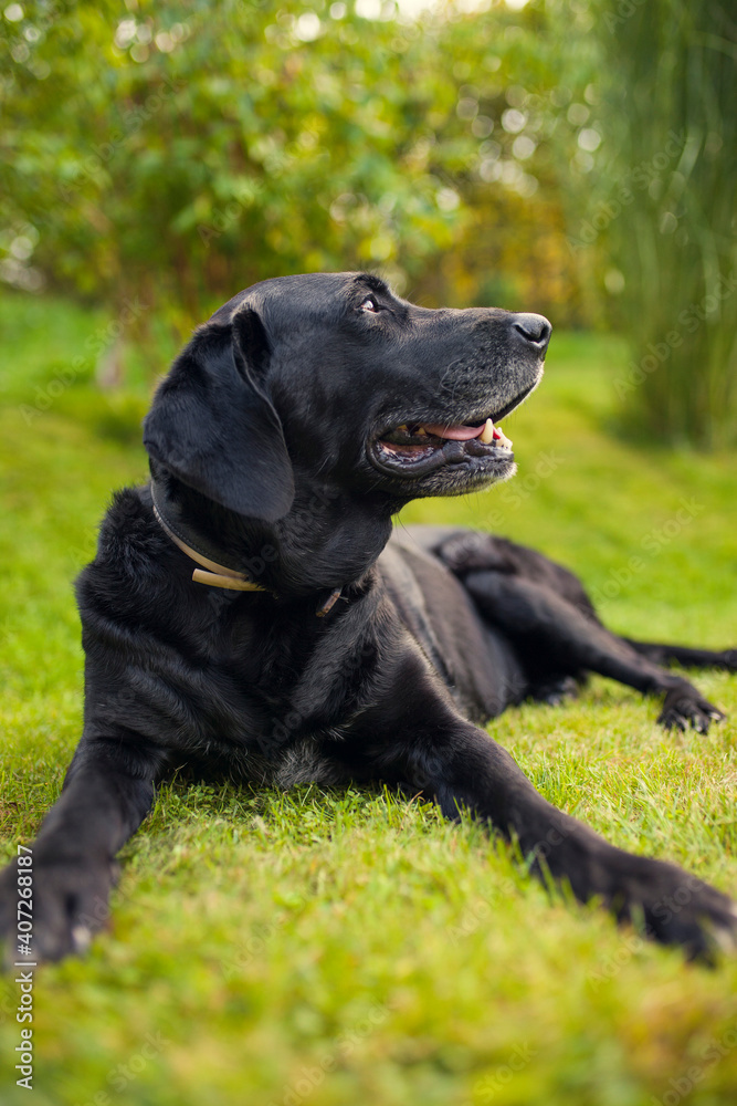 Black labrador retriever dog on a walk. Dog in the nature. Senior dog behind grass and forest. Old dog happy outside Black labrador retriever dog on a walk. Dog in the nature. Senior dog behind grass and forest. Old dog happy outside
