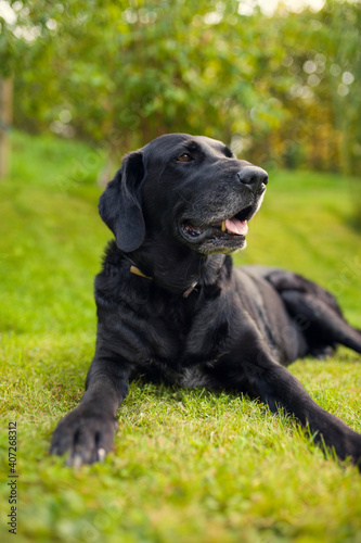 Black labrador retriever dog on a walk. Dog in the nature. Senior dog behind grass and forest. Old dog happy outside