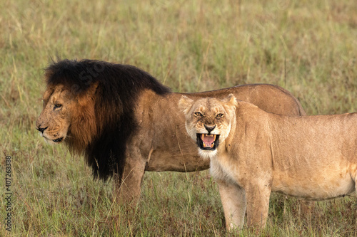 male and female lion in the savannah 
