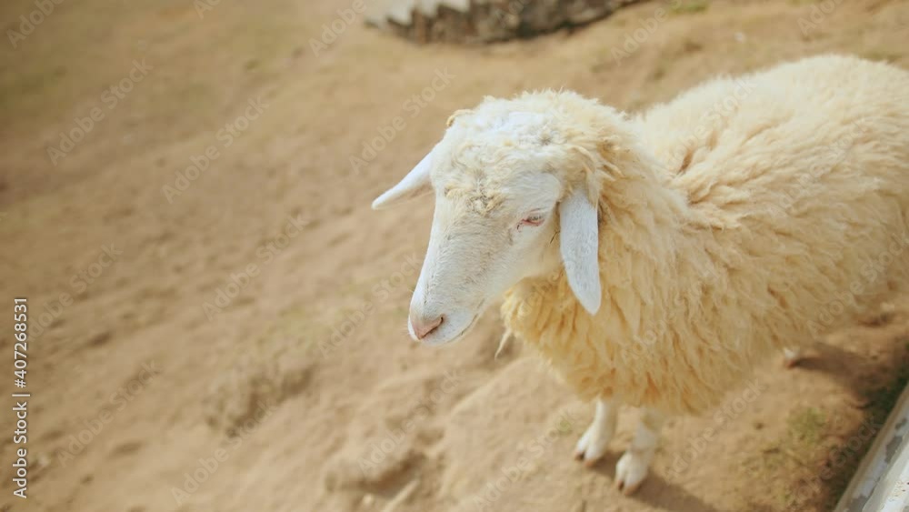 close up white sheep lying, looking and chewing on meadow close up white sheep lying, looking and chewing on meadow
