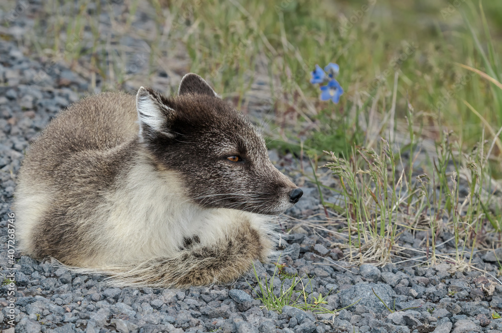 Arctic Fox (Alopex lagopus) at St. George Island, Pribilof Islands, Alaska, USA