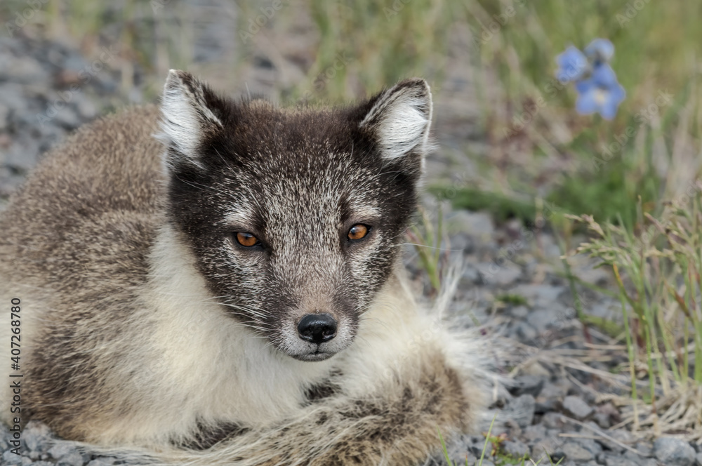 Naklejka premium Arctic Fox (Alopex lagopus) at St. George Island, Pribilof Islands, Alaska, USA
