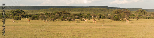 panorama of masai giraffe walking in sunset light in front of masai village