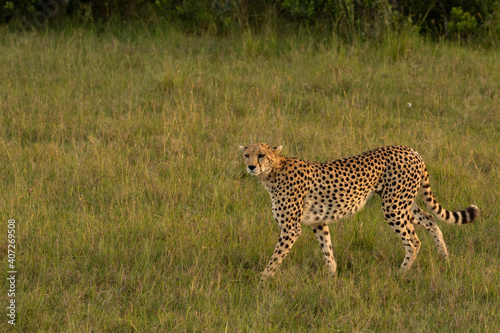 cheetah in the savannah during sunset looking for prey