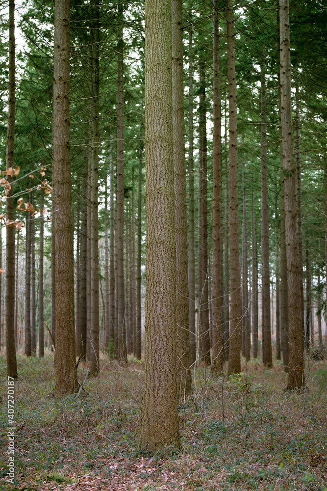 Fototapeta premium Forêt de pins sous un soleil d'automne