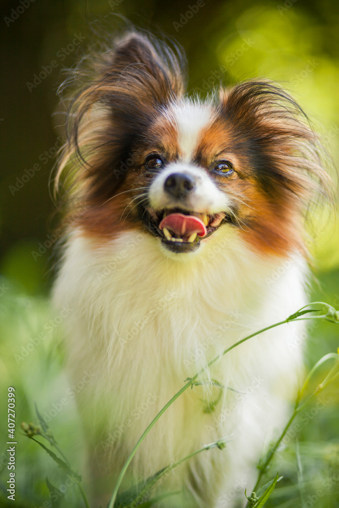 Happy Papillon Dog in the garden with flowers.