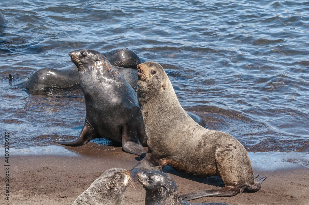 Naklejka premium Northern Fur Seals (Callorhinus ursinus) at hauling-out in St. George Island, Pribilof Islands, Alaska, USA