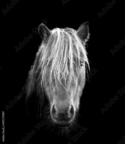 portrait cheval noir et blanc