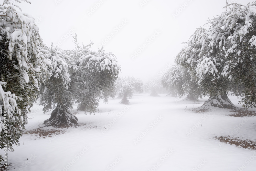 an unusual image of an olive grove full of old large olive trees covered with a thick layer of snow. an unusual image of an olive grove full of old large olive trees covered with a thick layer of snow.
