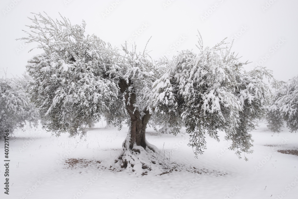 an unusual image of a large old olive tree covered with a thick layer of snow, concept for climate change. Spain, Extremadura