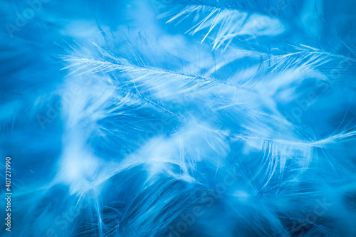 Abstract background with soft focus. Light white feathers on a blue background