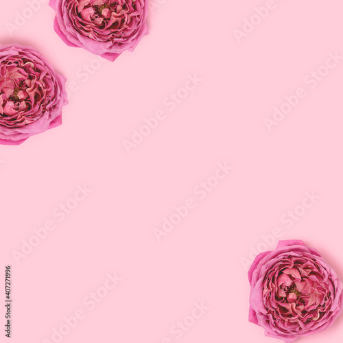 Rose flowers on a pink pastel background. Springtime delicate concept with copyspace.