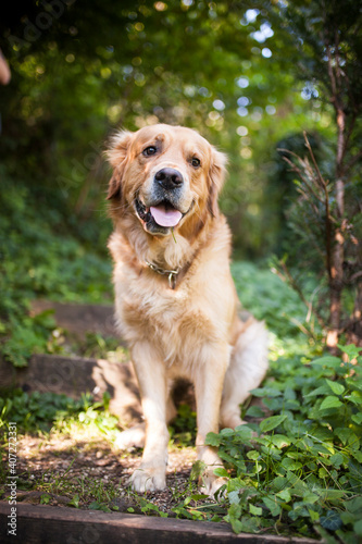 Golden Retriever sitting in the forest. Dog in the nature. Dog on a Walk