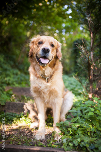 Golden Retriever sitting in the forest. Dog in the nature. Dog on a Walk