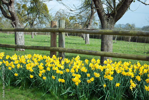 Fotografija Springtime daffodils in the park