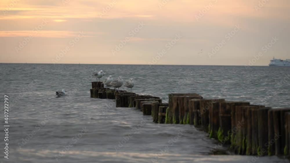 Möwe fliegt davon Zeitlupe