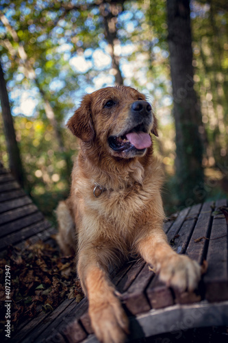 Portrait of an Golden retriever Dog
