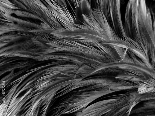 Beautiful abstract black feathers on white background and soft white feather texture on white pattern, dark theme wallpaper, gray feather background, black banners © Weerayuth