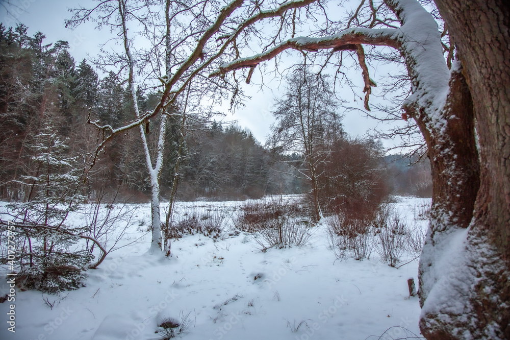 Fototapeta premium Winterwanderung am Gelterswoog, im Schnee, Kaiserslautern, Hohenecken, Strandbad, Wald , Naherholungsgebiet