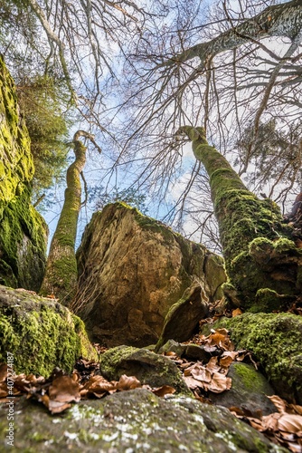 Alter verdreht gewachsener Baum ohne Laub an einem Stein Felsen Berg mit Perspektive von unten nach oben der mysteriös Aussieht in einem Wald im bayerischen Wald, Deutschland photo