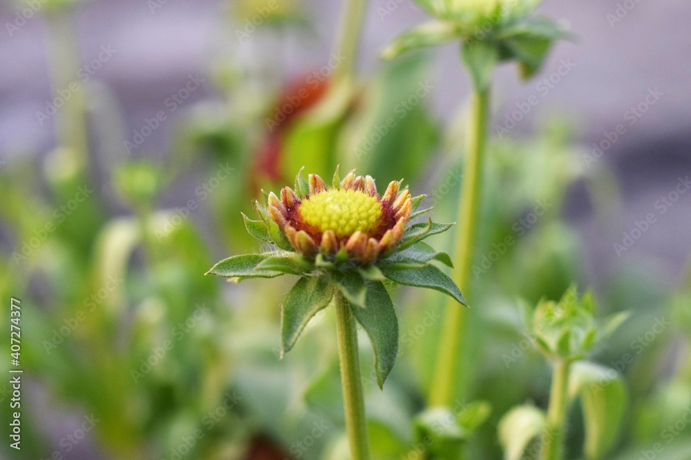 Photo of a green Chrysanthemum flower bud in a closeup shoot, also known as Chandramallika Photo of a green Chrysanthemum flower bud in a closeup shoot, also known as Chandramallika