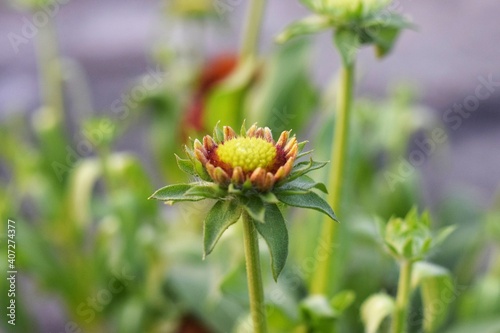 Photo of a green Chrysanthemum flower bud in a closeup shoot  also known as Chandramallika