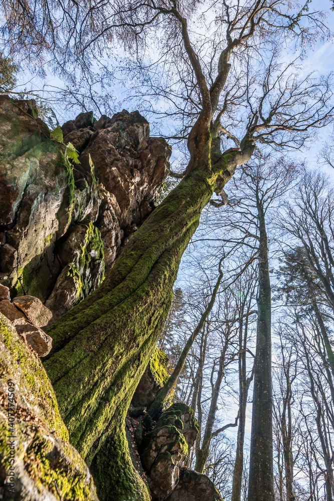 alter-verdreht-gewachsener-baum-ohne-laub-an-einem-stein-felsen-berg