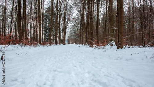 Wallpaper Mural Winterwanderung am Gelterswoog, im Schnee, Kaiserslautern, Hohenecken, Strandbad, Wald , Naherholungsgebiet Torontodigital.ca