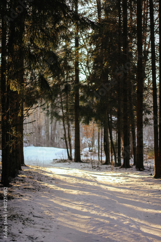 winter low sun breaks through the trees in the winter forest © Elena