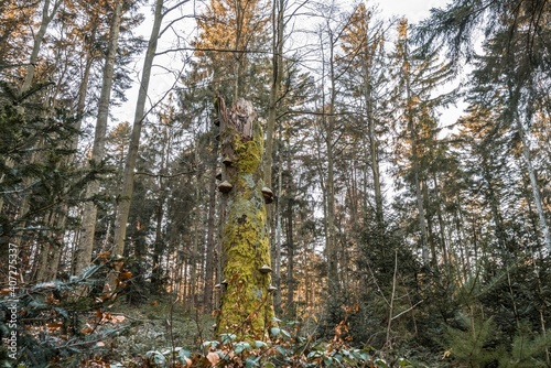 Alter verwitterter abgestorbener und umgeknickter Baum Baumstamm mit Moos bewachsen und Baumpilze in einem Wald  Deutschland