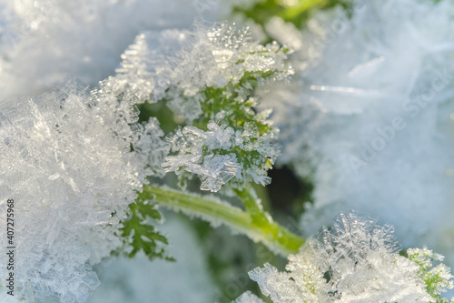 Ice on plant during winter. Natural snow crystals in winter 