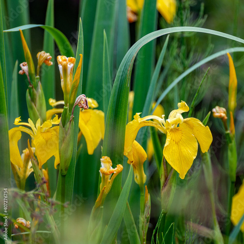 Thick of bright yellow irises on the shore of an abandoned pond, a bright summer day with blurred background	
