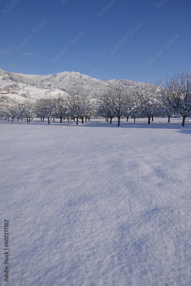 New pristine snowy area with fruit orchard and hills in background