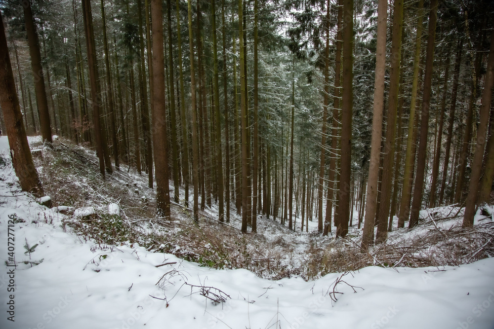 Obraz premium Winterwanderung am Gelterswoog, im Schnee, Kaiserslautern, Hohenecken, Strandbad, Wald , Naherholungsgebiet